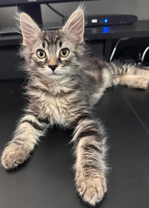 Freddy Krueger, Baby Domestic Medium Hair / Tabby / Mixed, cat for adoption in Tempe, Arizona