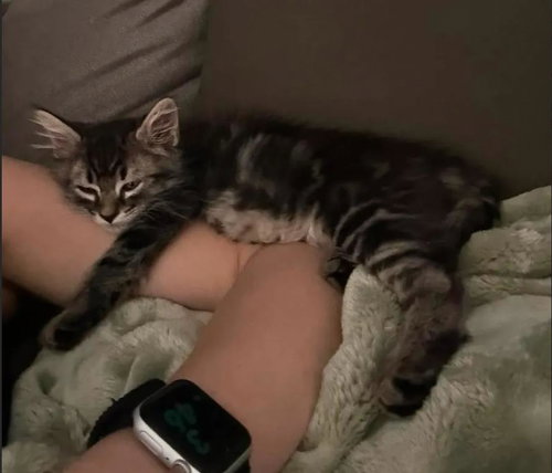 FREDDY KRUEGER - Domestic Medium Hair / Tabby available for adoption