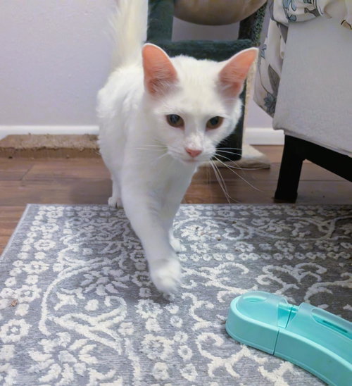 Arabella Davina, Adult Domestic Medium Hair / Mixed, cat for adoption in Tempe, Arizona