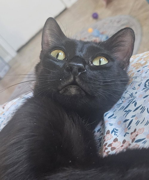 STARRY NIGHTSKY - Domestic Short Hair available for adoption