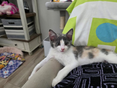 ROSE SUMMERGARDEN - Domestic Short Hair / Calico available for adoption