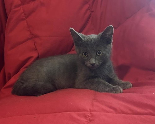 SMOKE KOMBAT - Domestic Short Hair available for adoption