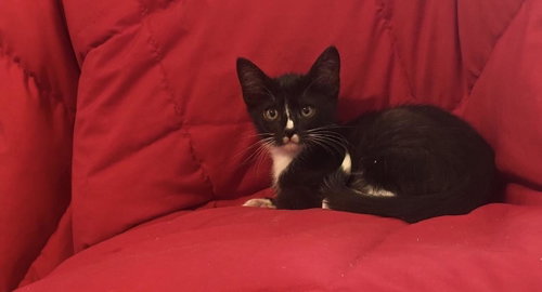 LIU KANG KOMBAT - Domestic Short Hair available for adoption