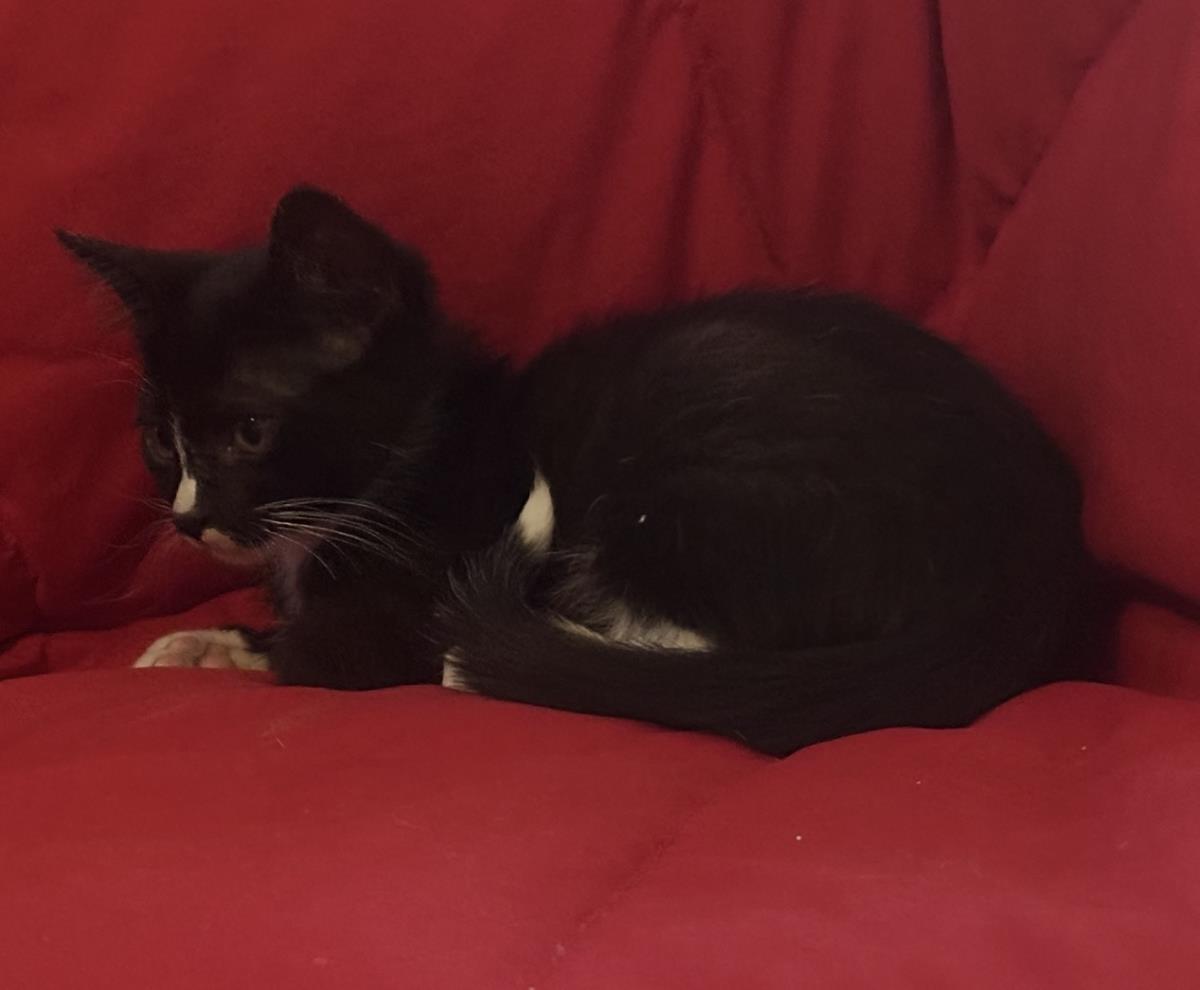 Photo of Liu Kang Kombat