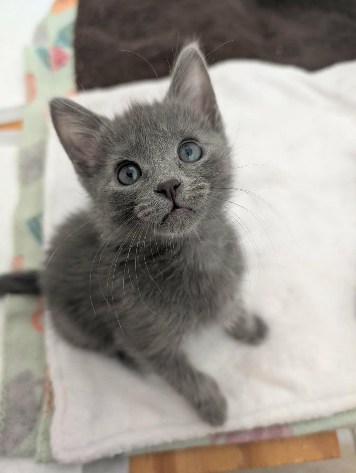 Photo of Blueberry Muffin