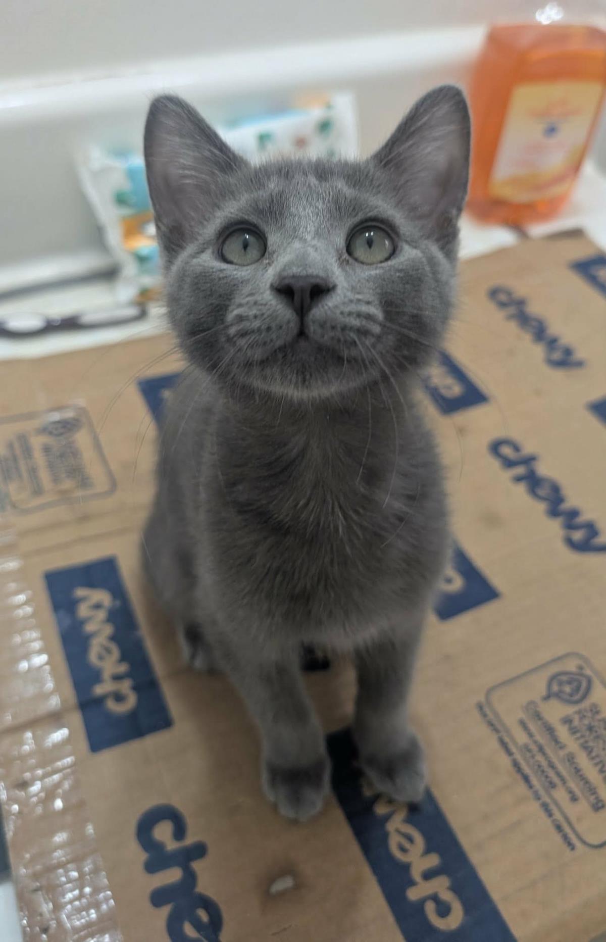 Photo of Blueberry Muffin