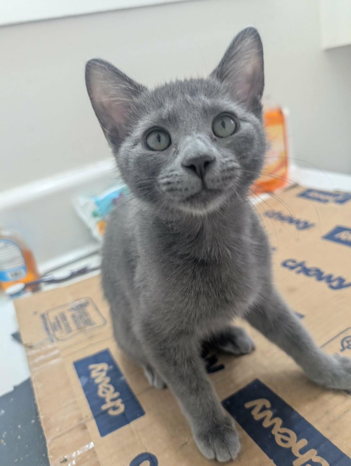 Photo of Blueberry Muffin