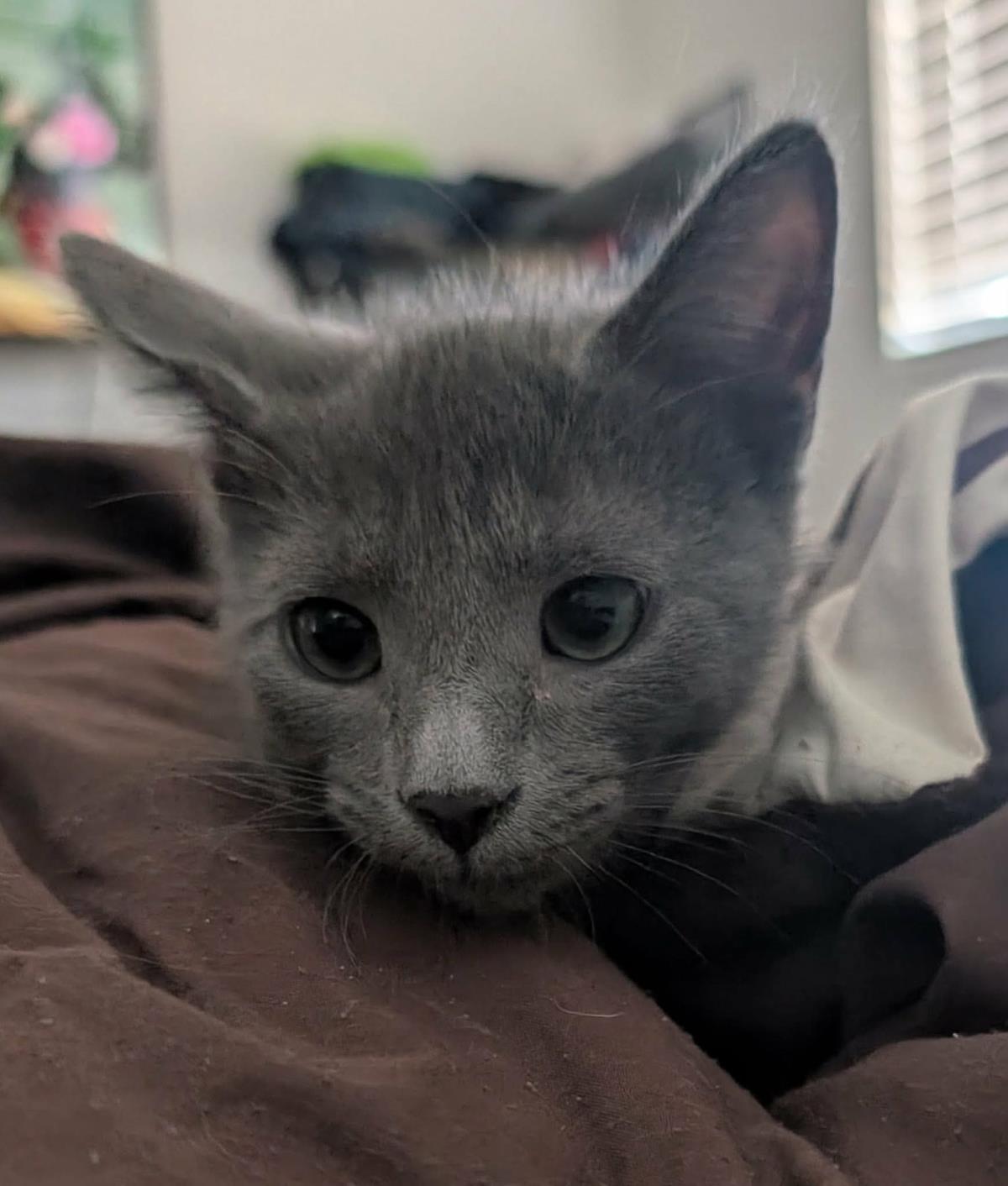 Photo of Blueberry Muffin