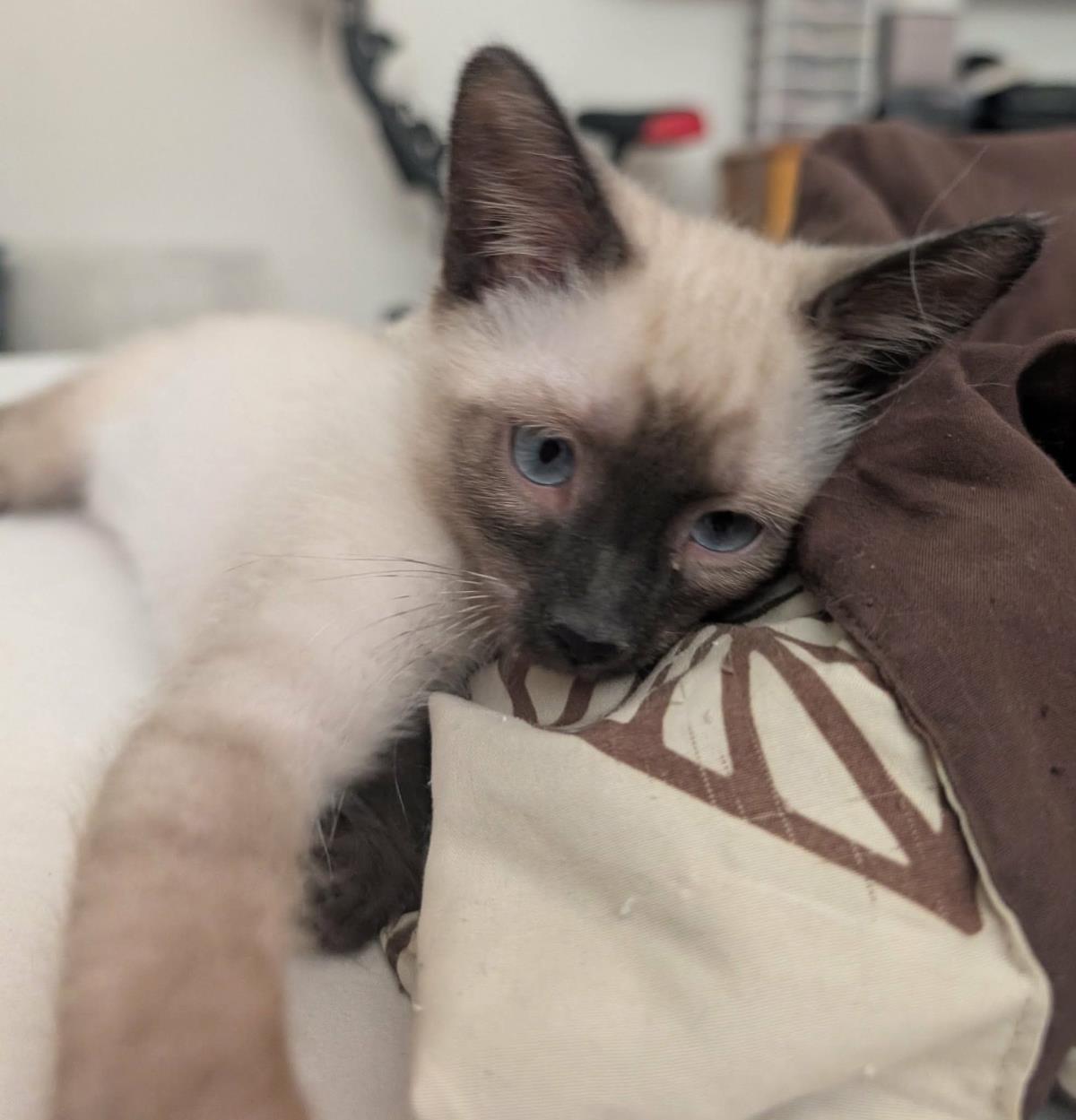 Photo of Poppy Seed Muffin