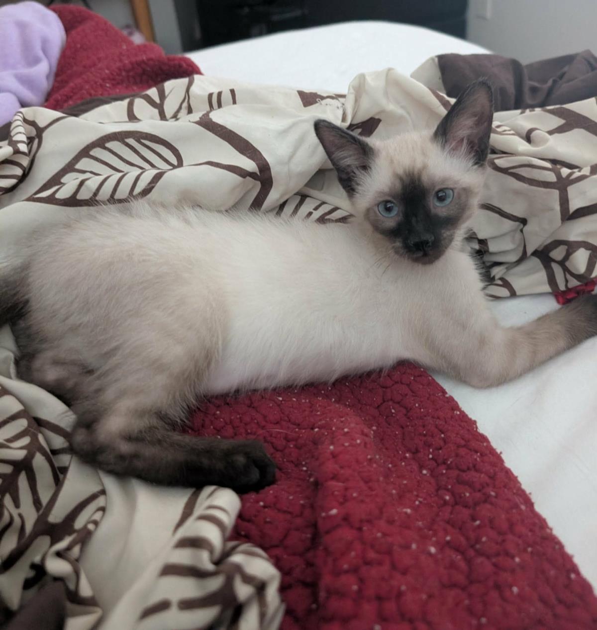 Photo of Poppy Seed Muffin