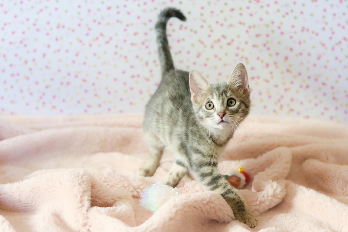 Photo of Princess Cuddlestoo