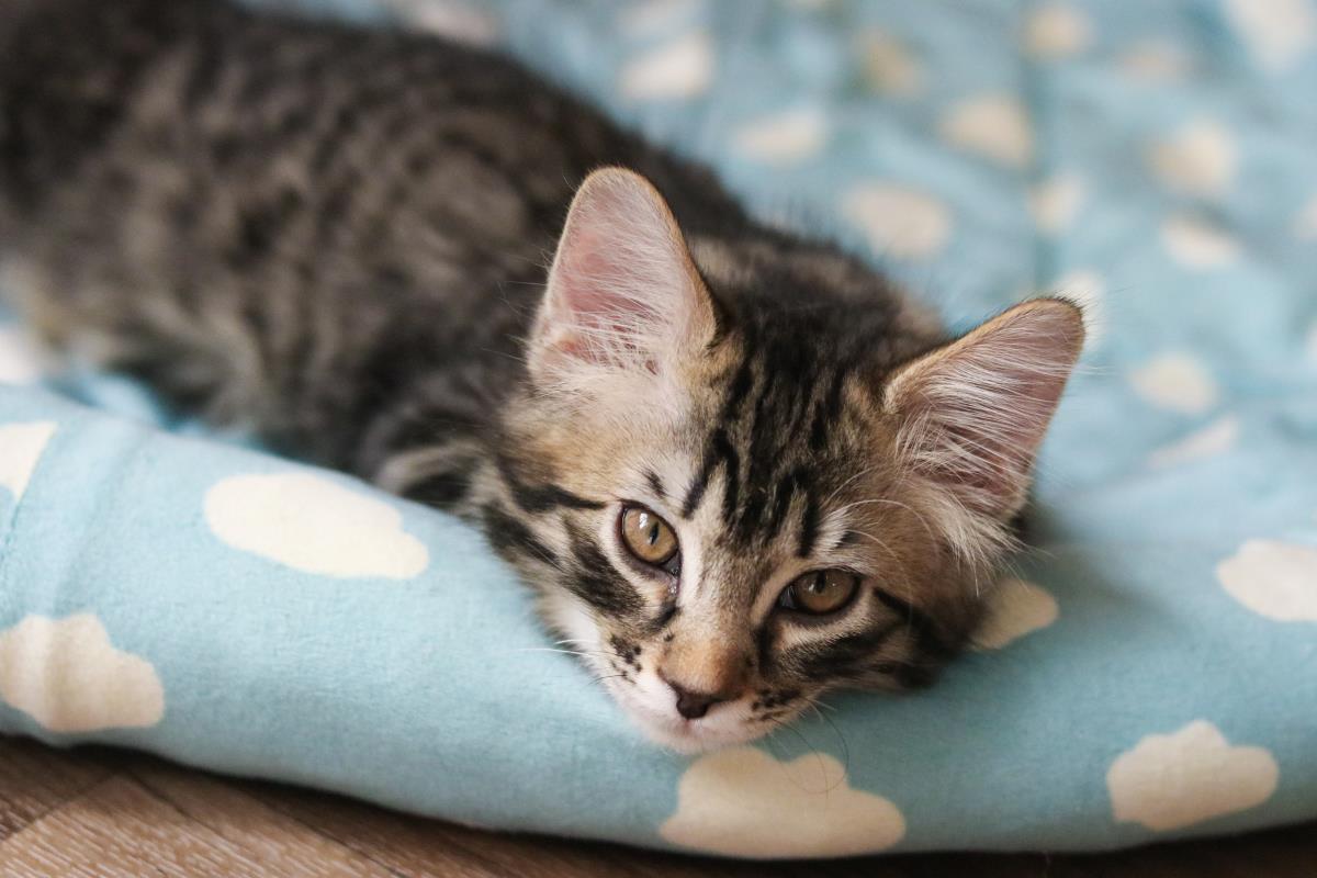 Photo of Gandalf Cuddlestoo