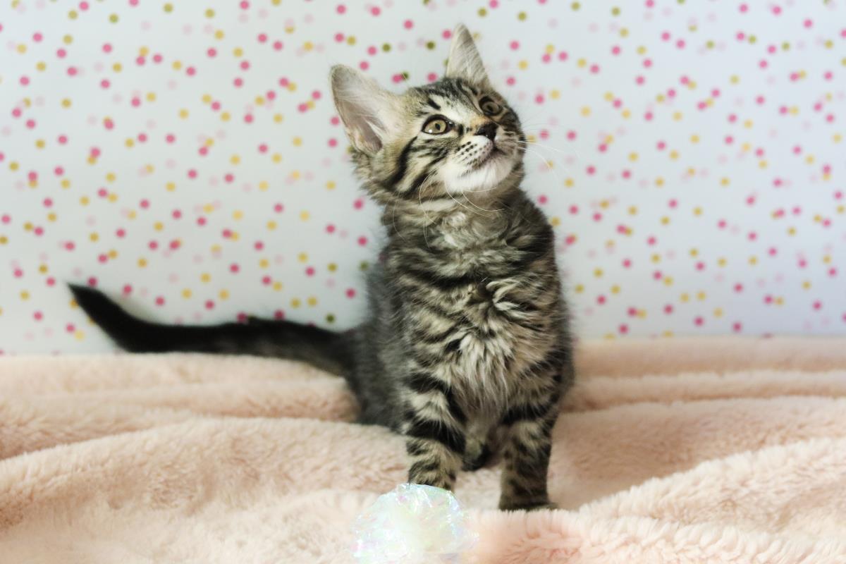 Photo of Rosie Cuddlestoo