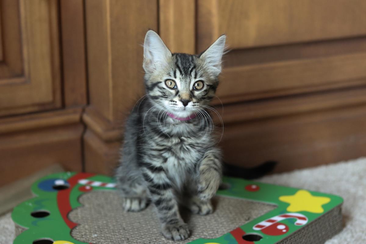 Photo of Rosie Cuddlestoo