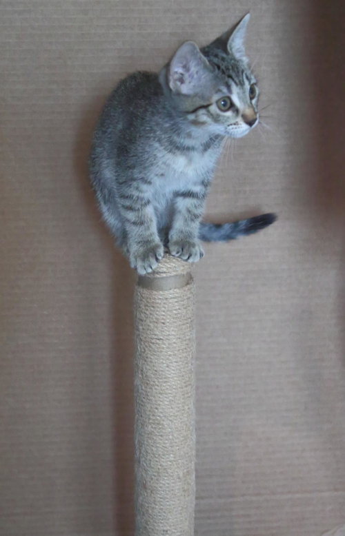 ROSIE MOON - Domestic Short Hair / Tabby available for adoption