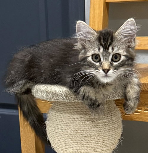 JOEY D'MEOW - Domestic Medium Hair / Tabby available for adoption