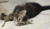 Joey D'meow - Photo 2