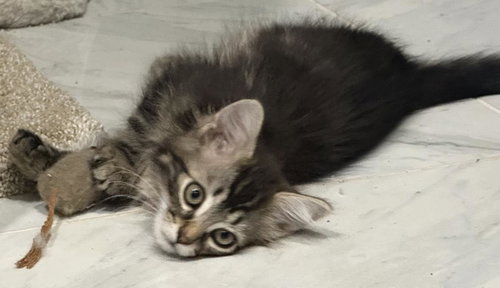JOEY D'MEOW - Domestic Medium Hair / Tabby available for adoption