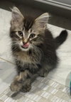 Joey D'meow - Photo 3