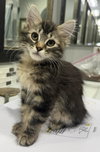 Joey D'meow - Photo 4