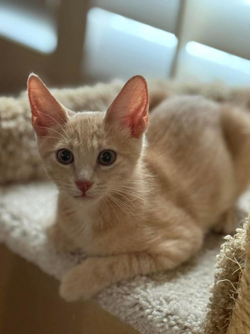 Max Hopscotch, an adoptable Domestic Short Hair in Chandler, AZ