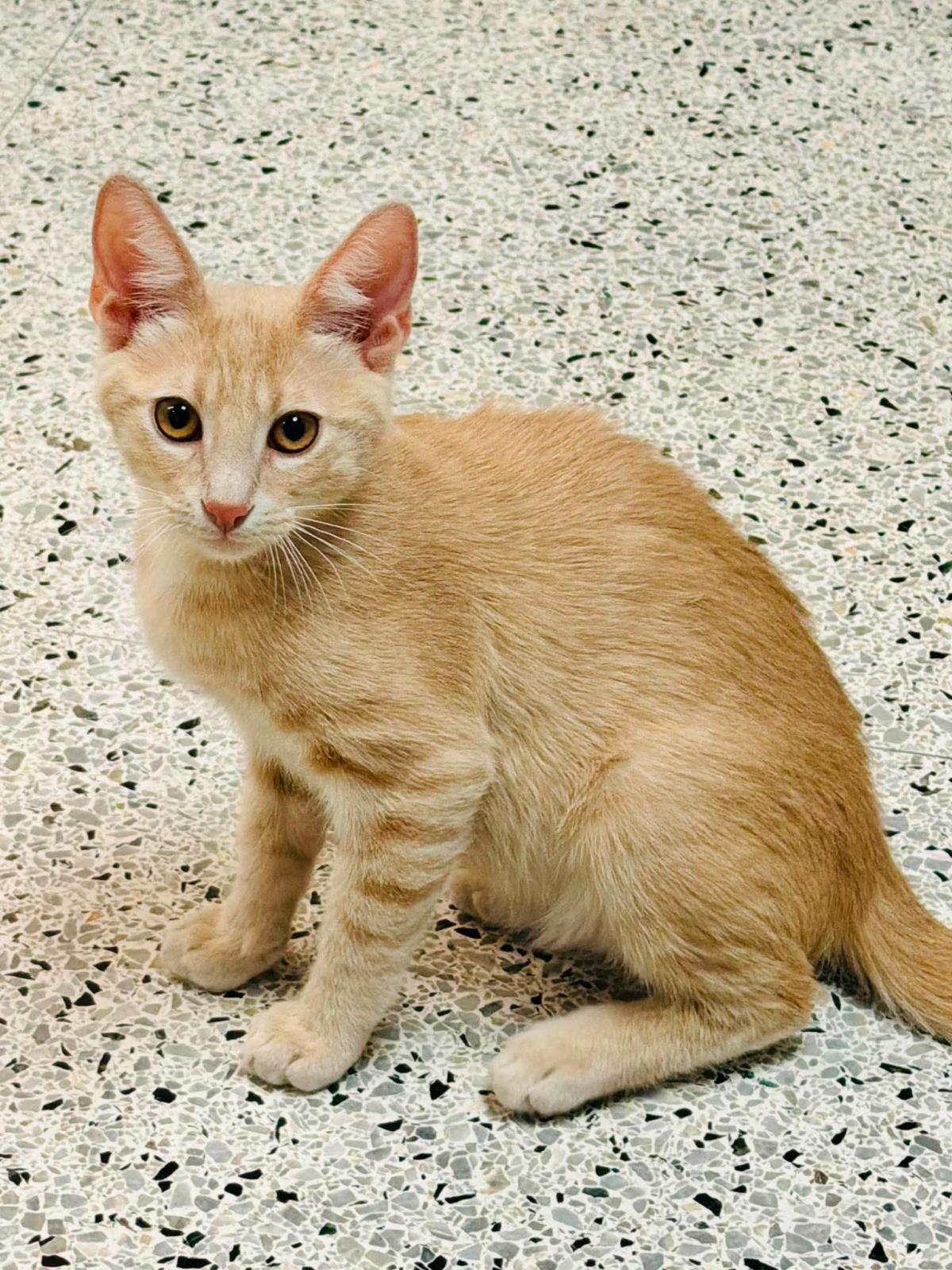 Photo of Max Hopscotch