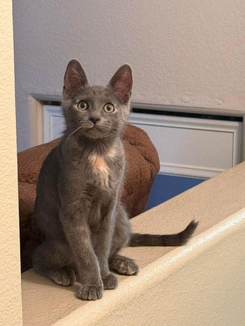 Ruby Hopscotch, an adoptable Domestic Short Hair in Chandler, AZ