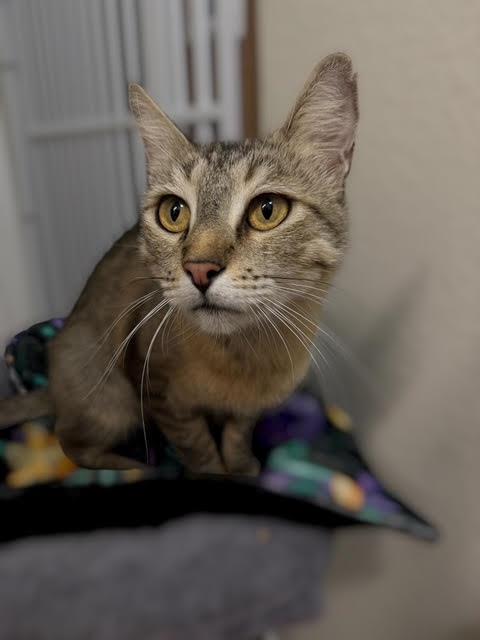 Photo of Odessa Koshka