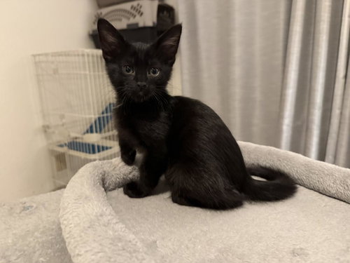 Ares Olympus, an adoptable Domestic Short Hair in Chandler, AZ