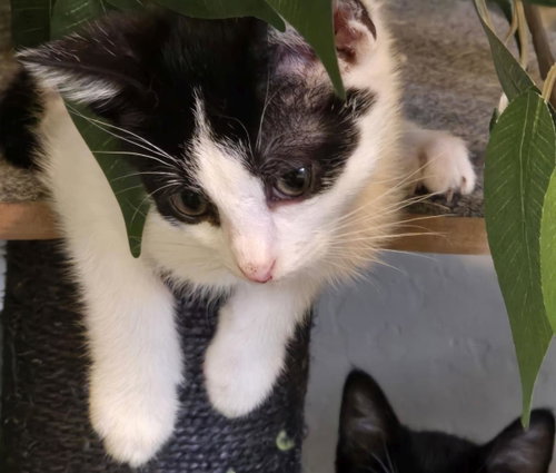 Pouncer Nightlight, an adoptable Domestic Short Hair in Chandler, AZ