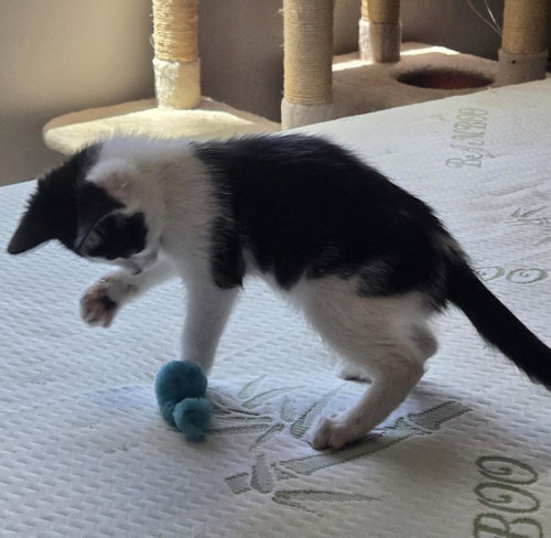 Pouncer Nightlight photo 2
