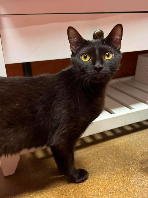 Hera Olympus, an adoptable Domestic Short Hair in Chandler, AZ