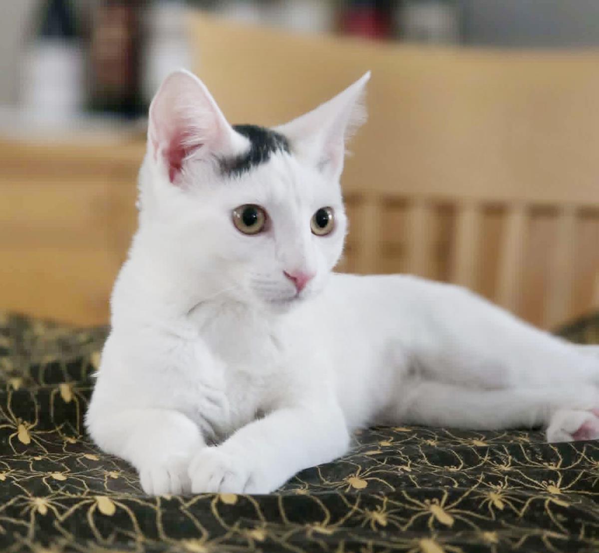 Photo of Bluebell Savant