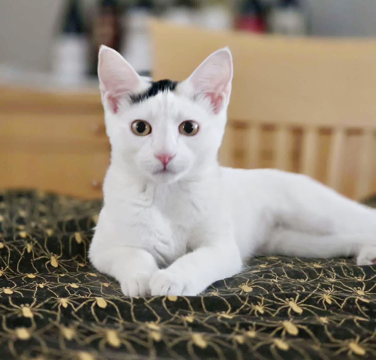 Photo of Bluebell Savant