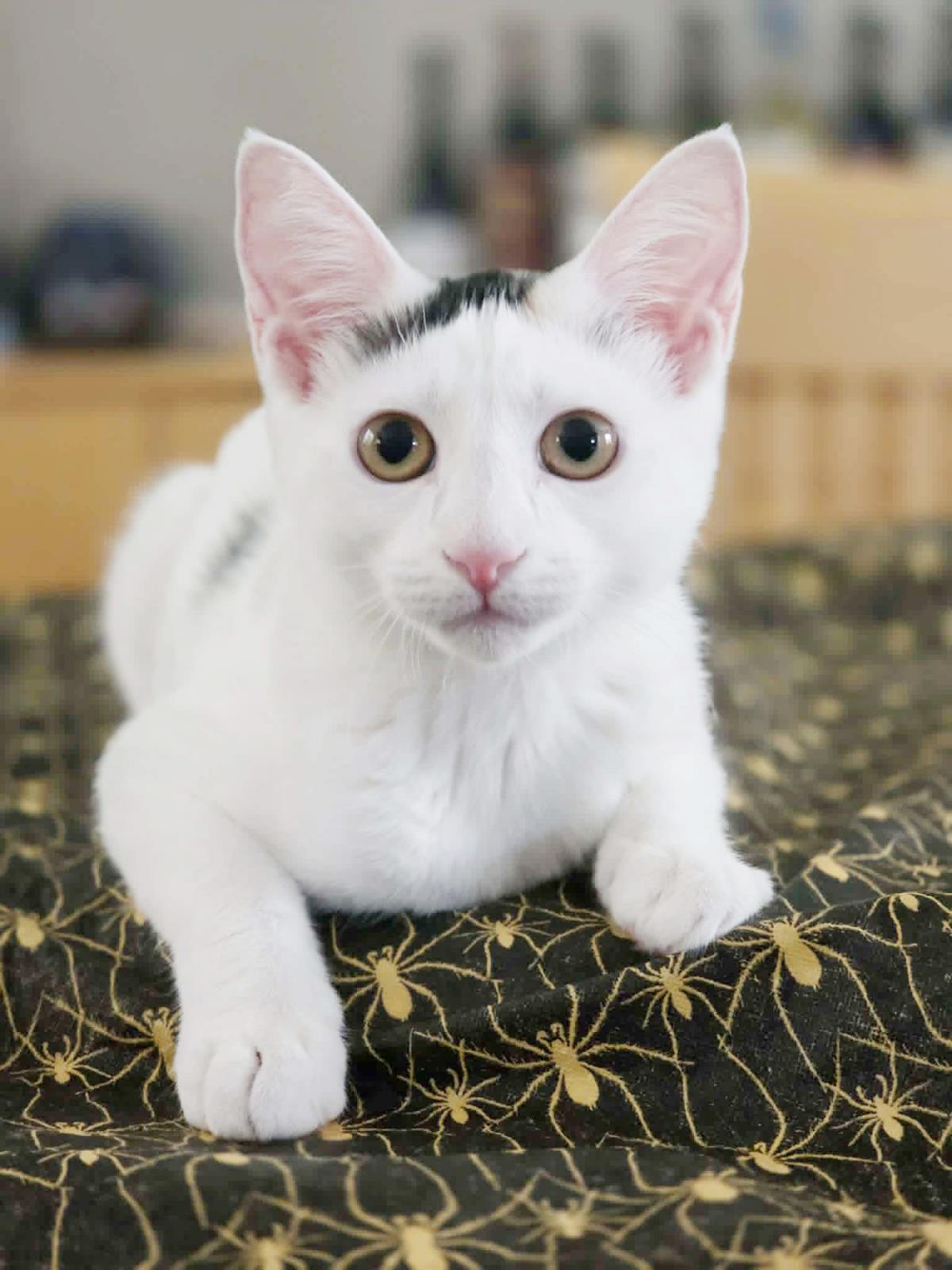 Photo of Bluebell Savant