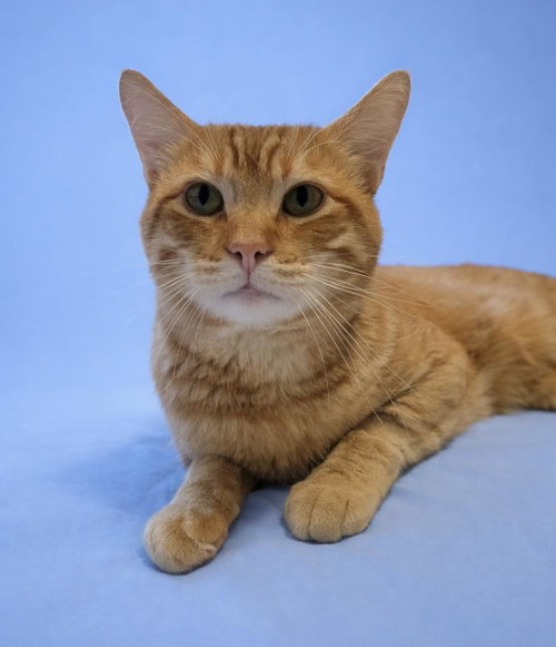 Chester Purrington, an adoptable Domestic Short Hair in Chandler, AZ