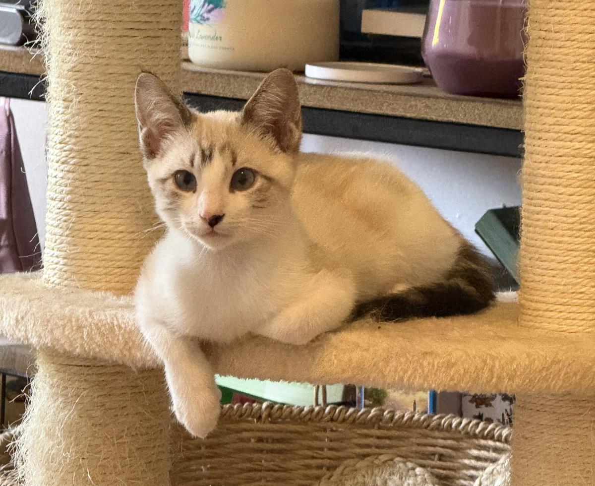 Photo of Bashful White