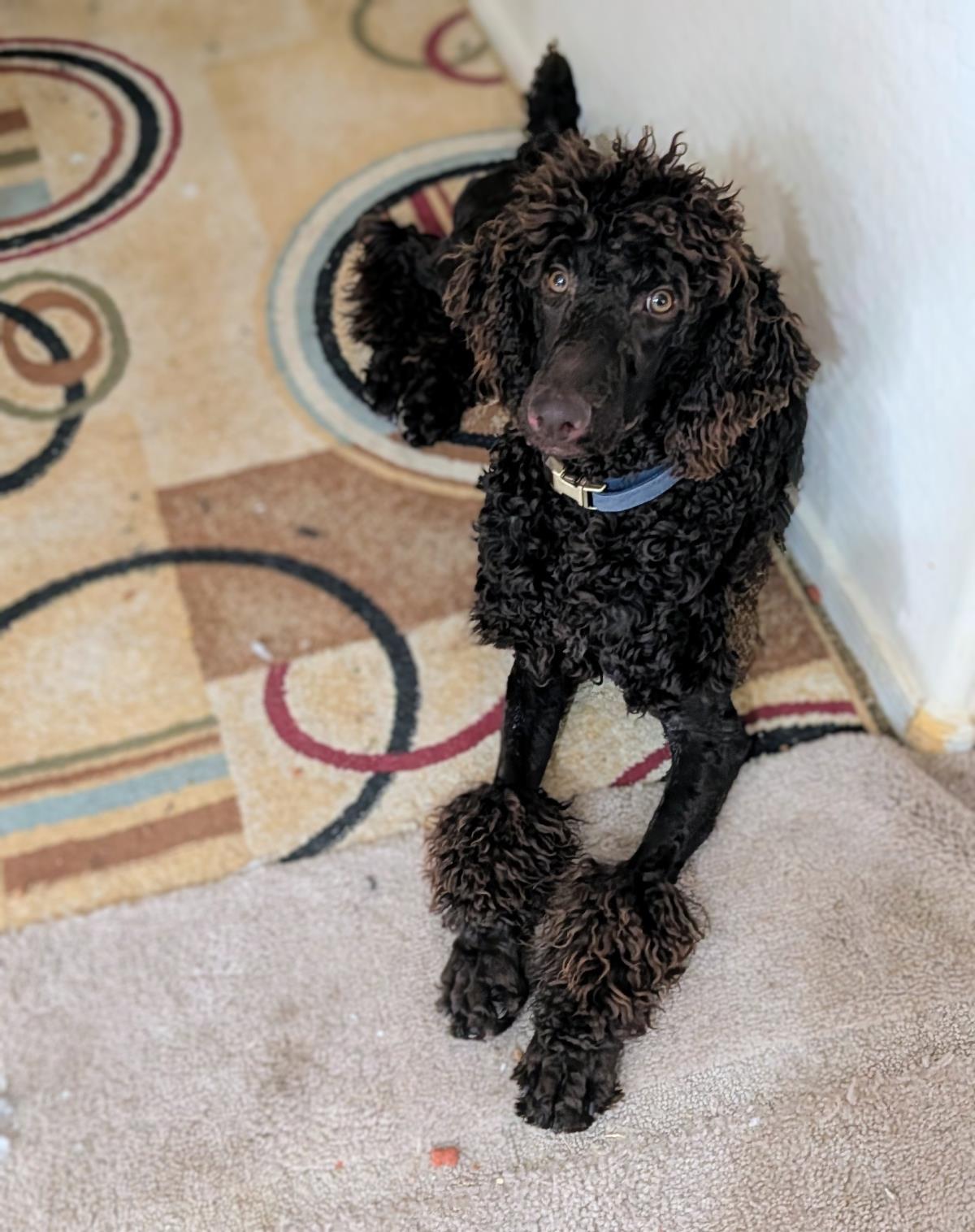 Photo of Koco Moe