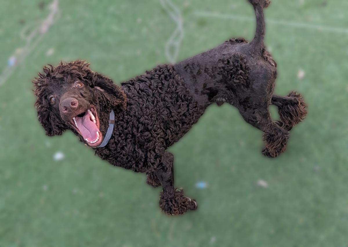 Photo of Koco Moe