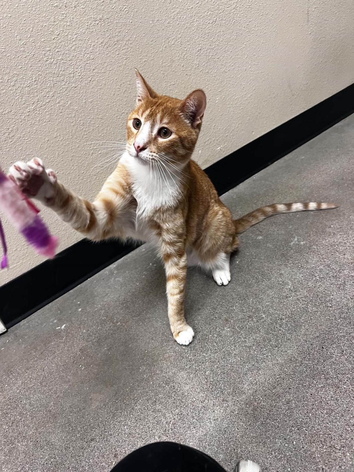 Photo of Cheddar Cheesington