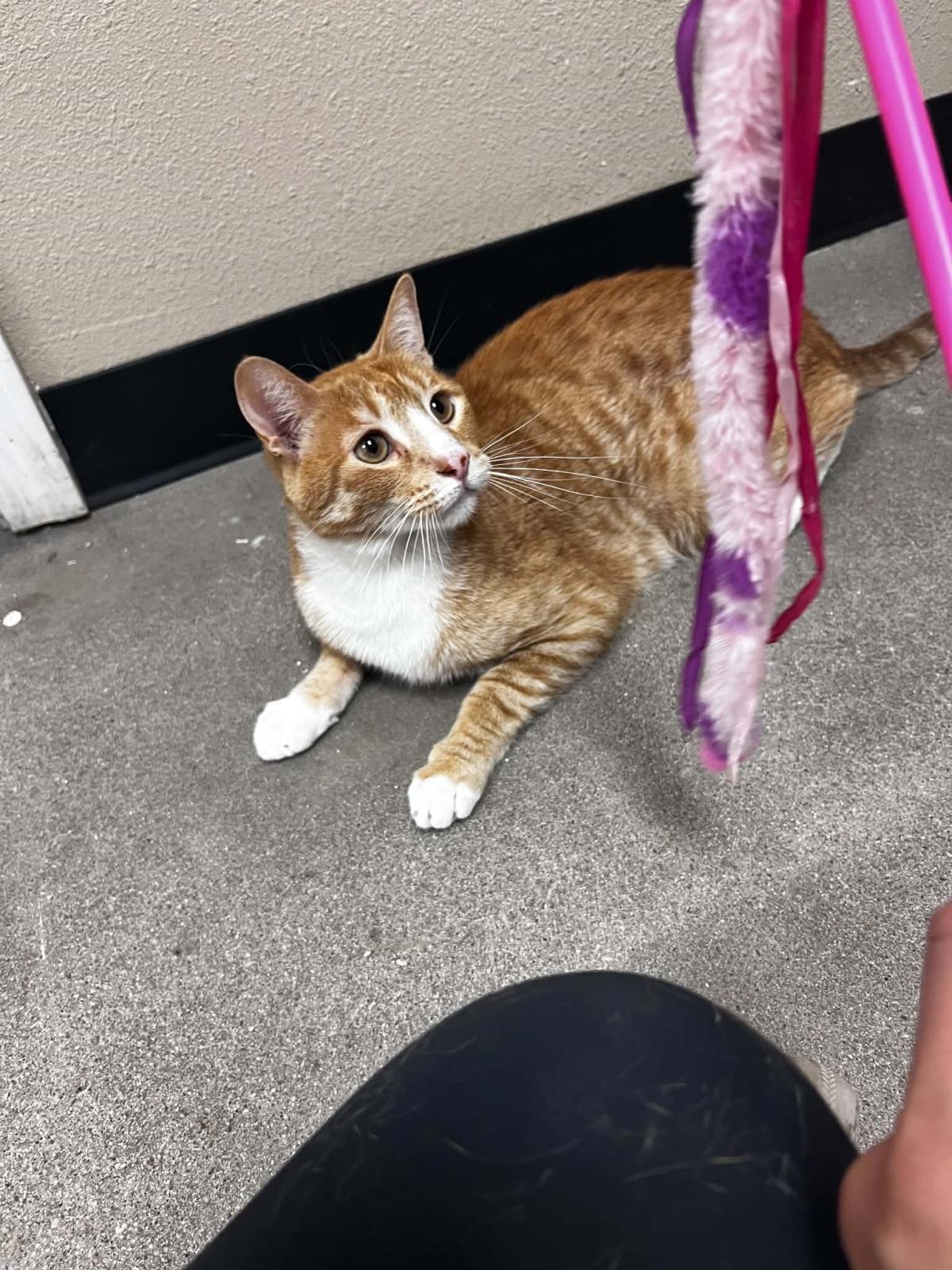 Photo of Cheddar Cheesington