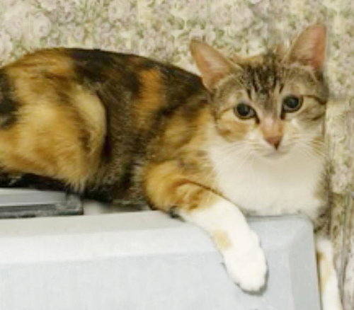 Peaches Hartland