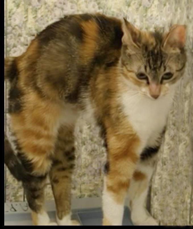Photo of Peaches Hartland