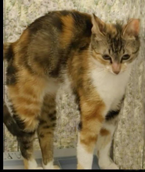 Peaches Hartland photo 2