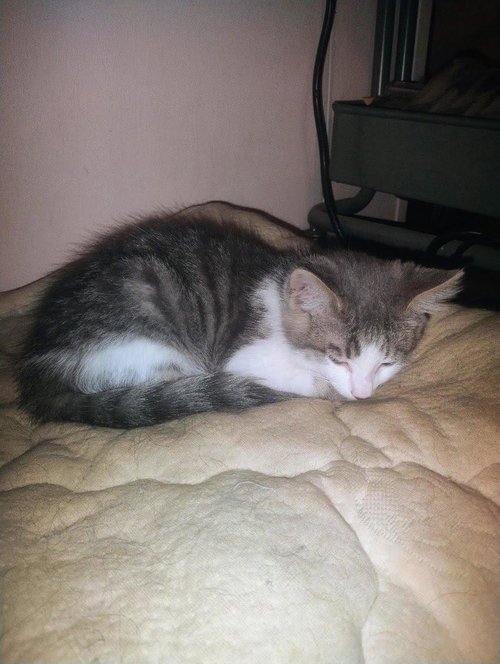 Gizmo Thursday photo 2