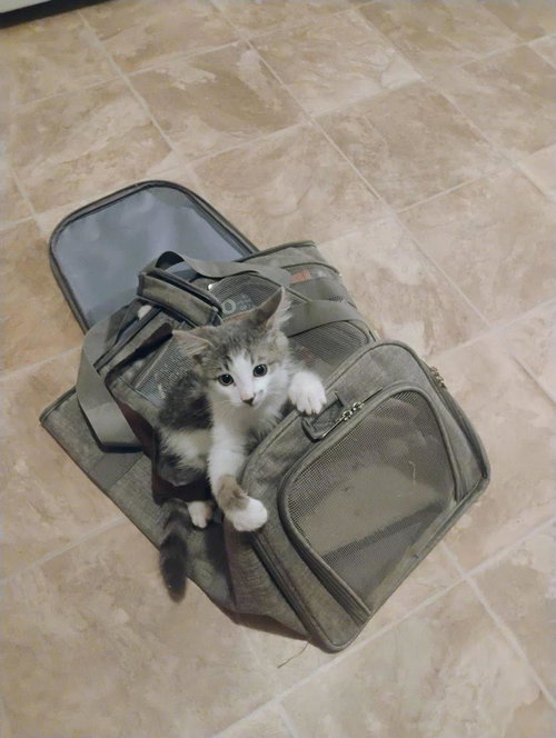 Gizmo Thursday photo 3