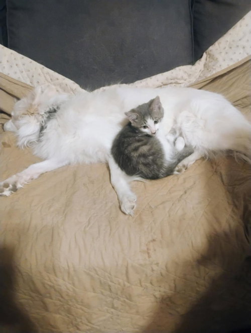 Gizmo Thursday photo 4