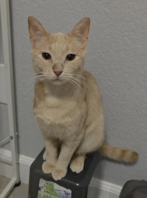 Finn Sunfire photo 2