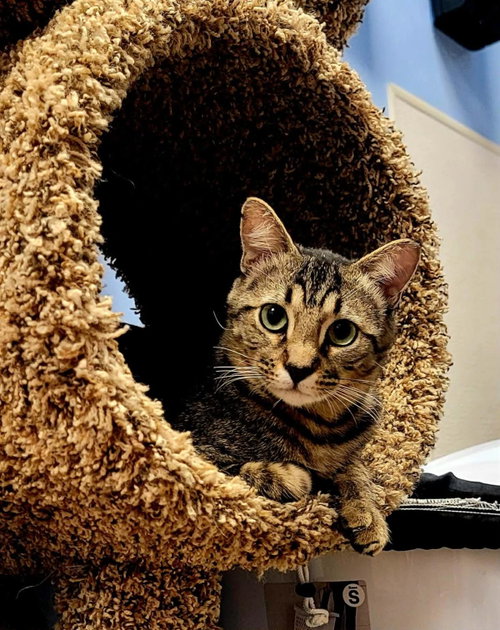 picture of the cat needing adoption