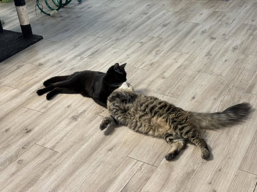 Wispy Puff Bonded To Runner Sol photo 3